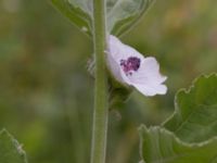 Althaea officinalis Ulricedal, Malmö, Skåne, Sweden 20210727_0149