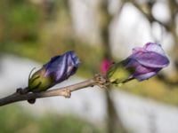 Hibiscus syriacus Åkerlund och Rausings väg, Lund, Skåne, Sweden 20171009_0004