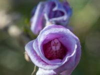 Hibiscus syriacus Åkerlund och Rausings väg, Lund, Skåne, Sweden 20171009_0006