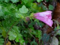 Malope trifida Holmastigen Ärtholmsvägen, Malmö, Skåne, Sweden 20191010_0036