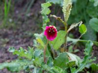 Malope trifida Holmastigen Ärtholmsvägen, Malmö, Skåne, Sweden 20191010_0041