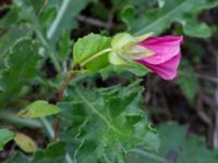 Malope trifida Holmastigen Ärtholmsvägen, Malmö, Skåne, Sweden 20191010_0042