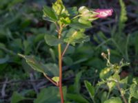 Malope trifida Holmastigen, Malmö, Skåne, Sweden 20191008_0001