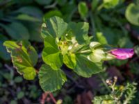 Malope trifida Holmastigen, Malmö, Skåne, Sweden 20191008_0002