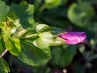 Malope trifida Holmastigen, Malmö, Skåne, Sweden 20191008_0006