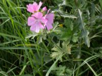 Malva alcea Husie mosse, Malmö, Skåne, Sweden 20150719_0006