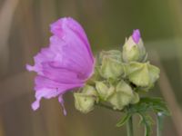 Malva alcea Paddreservatet, Norra hamnen, Malmö, Skåne, Sweden 20230725_0040