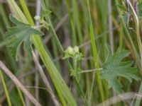 Malva alcea Paddreservatet, Norra hamnen, Malmö, Skåne, Sweden 20230725_0044