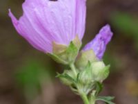 Malva alcea Ulricedal, Malmö, Skåne, Sweden 20200729_0076