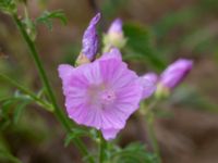 Malva alcea Ulricedal, Malmö, Skåne, Sweden 20200729_0080