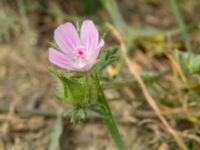 Malva cretica Valley 3.2 km NW Dalis Reservoir Tower, Chachuna, Kakheti, Georgia 20180427_1319