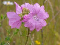 Malva moschata Agneshill, Vellinge, Skåne, Sweden 20240624_0022