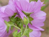 Malva moschata Pendlarparkeringen Vellinge samhälle, Vellinge, Skåne, Sweden 20230615_0075