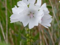 Malva moschata Pendlarparkeringen Vellinge samhälle, Vellinge, Skåne, Sweden 20230615_0080