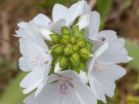 Malva moschata Pendlarparkeringen Vellinge samhälle, Vellinge, Skåne, Sweden 20230615_0081