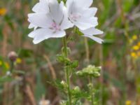 Malva moschata Pendlarparkeringen Vellinge samhälle, Vellinge, Skåne, Sweden 20230615_0090