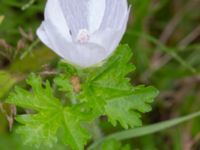 Malva moschata Ulricedal, Malmö, Skåne, Sweden 20230810_0008