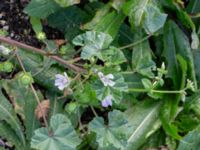 Malva neglecta Katrinetorp, Malmö, Skåne, Sweden 20231018_0030