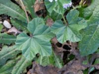 Malva neglecta Katrinetorp, Malmö, Skåne, Sweden 20231018_0032