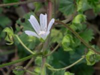 Malva neglecta Katrinetorp, Malmö, Skåne, Sweden 20231018_0033