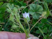 Malva neglecta Mörbylånga hamn, Mörbylånga, Öland, Sweden 20190609_0185