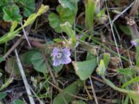 Malva neglecta Mörbylånga hamn, Mörbylånga, Öland, Sweden 20190609_0186