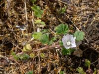 Malva neglecta Mörbylånga hamn, Mörbylånga, Öland, Sweden 20190609_0188