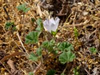 Malva neglecta Mörbylånga hamn, Mörbylånga, Öland, Sweden 20190609_0189