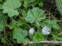 Malva neglecta Pildammsparken, Malmö, Skåne, Sweden 20170710_0006