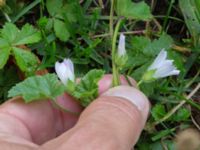 Malva neglecta Pildammsparken, Malmö, Skåne, Sweden 20170710_0008