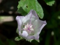 Malva neglecta Ulricedal, Malmö, Skåne, Sweden 20200614_0023