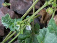 Malva pusilla Bunkeflo, Malmö, Skåne, Sweden 20150731_0011