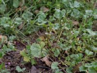 Malva pusilla Bunkeflo, Malmö, Skåne, Sweden 20150731_0015