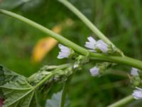 Malva pusilla Bunkeflo, Malmö, Skåne, Sweden 20150731_0022