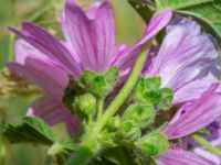 Malva sylvestris Agneslundsvägen 24, Malmö, Skåne, Sweden 20230628_0144