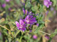 Malva sylvestris Katrinetorp, Malmö, Skåne, Sweden 20231018_0020