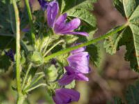 Malva sylvestris Katrinetorp, Malmö, Skåne, Sweden 20231018_0022