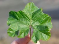 Malva sylvestris Katrinetorp, Malmö, Skåne, Sweden 20231018_0025