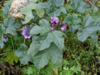 Malva sylvestris Ruderatyta Åkerlund och Rausings väg, Lund, Skåne, Sweden 20231105_0029