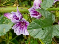 Malva sylvestris Ruderatyta Åkerlund och Rausings väg, Lund, Skåne, Sweden 20231105_0030