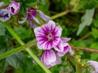 Malva sylvestris Ruderatyta Åkerlund och Rausings väg, Lund, Skåne, Sweden 20231105_0031