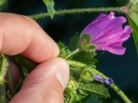 Malva sylvestris ssp. sylvestris Svanetorpsvägen, Åkarp, Lomma, Skåne, Sweden 20170930_0013