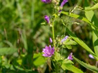 Malva sylvestris ssp. sylvestris Ulricedal, Malmö, Skåne, Sweden 20190618_0006