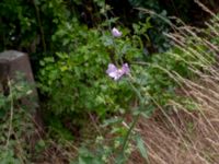 Malva thuringiaca Lagerbrings väg, Lund, Skåne, Sweden 20190708_0043