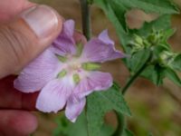 Malva thuringiaca Lagerbrings väg, Lund, Skåne, Sweden 20190708_0044