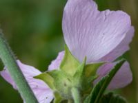 Malva thuringiaca Lagerbrings väg, Lund, Skåne, Sweden 20190708_0045