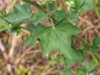 Malva thuringiaca Lagerbrings väg, Lund, Skåne, Sweden 20190708_0046