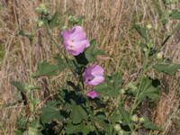 Malva thuringiaca Limhamns kalkbrott, Malmö, Skåne, Sweden 20170903_0124