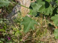 Malva thuringiaca Limhamns kalkbrott, Malmö, Skåne, Sweden 20170903_0125