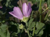 Malva thuringiaca Limhamns kalkbrott, Malmö, Skåne, Sweden 20170903_0126